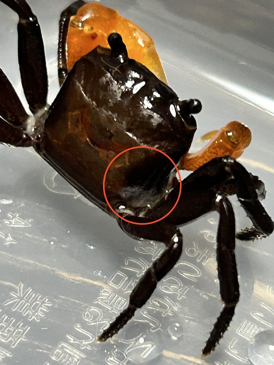 カニページ かにびーつ on X