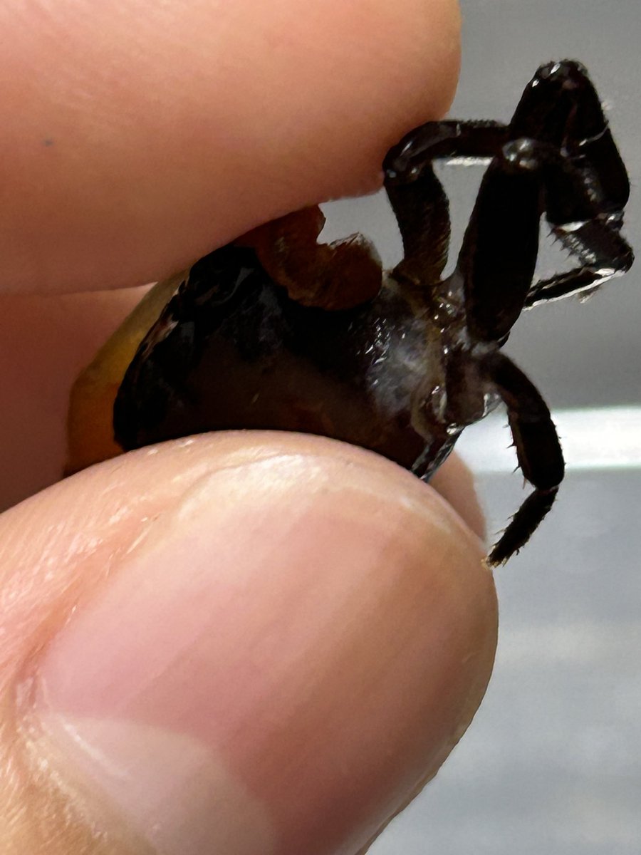 カニページ 🦀ザキ＠『蟹のまにまに』🪲 on X