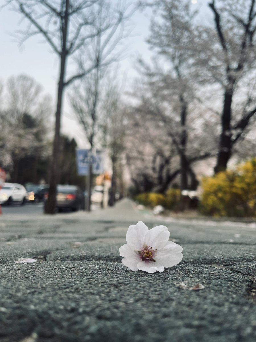 Rate my mobilegraphy😉
#sakura