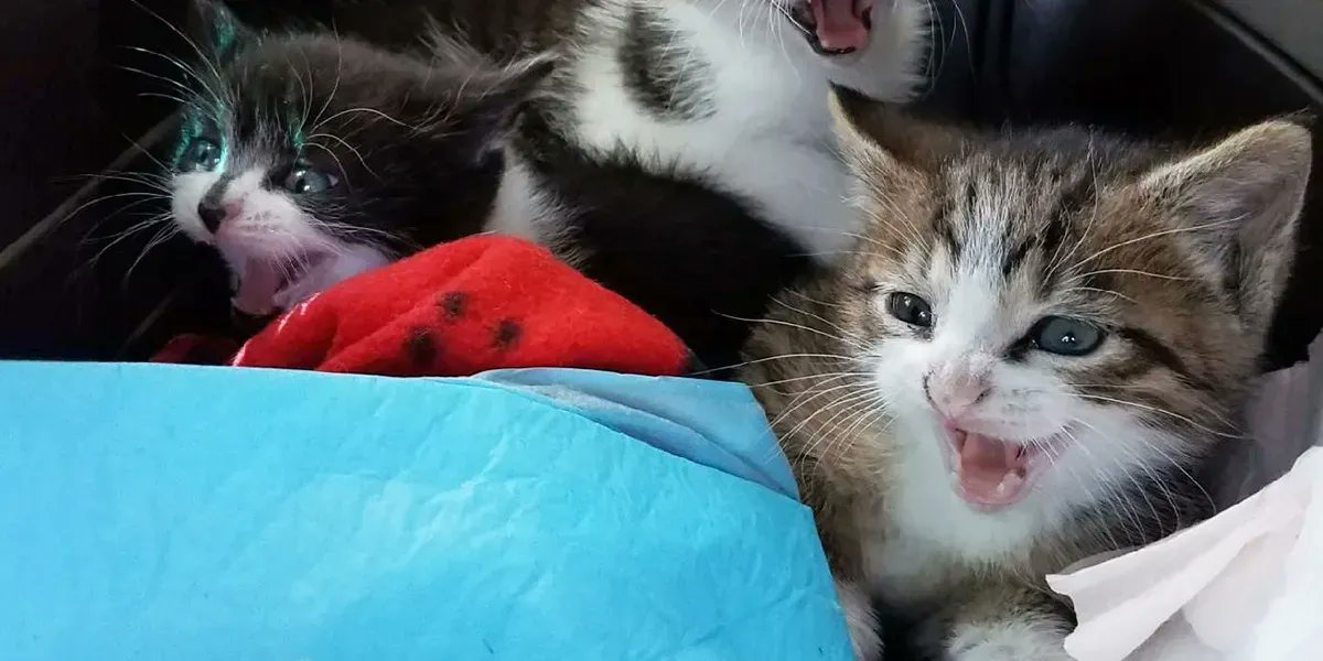 Bideawee's Feral Cat Initiative on Twitter "Learn how to transform