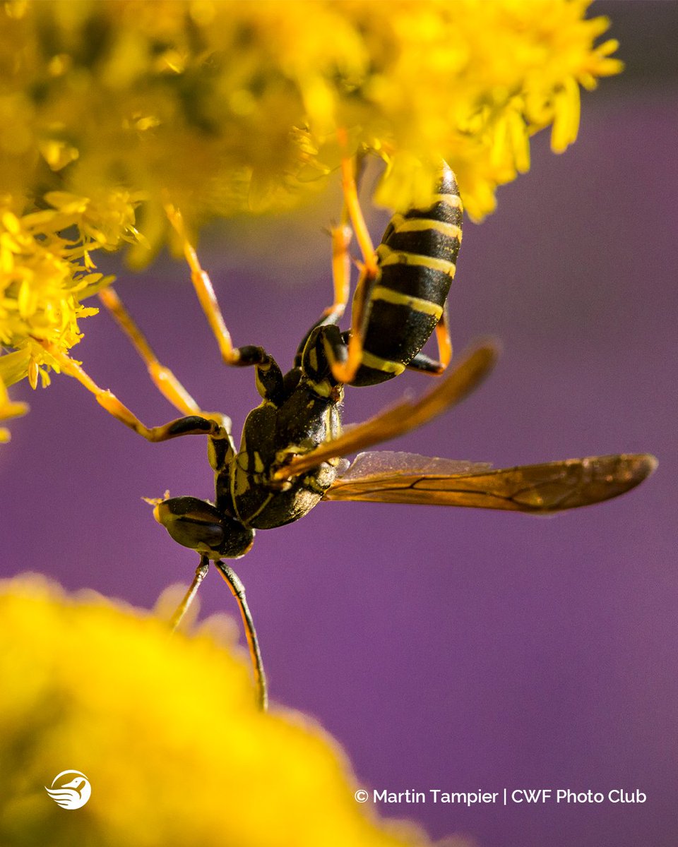 CWF_FCF's tweet photo. Wasps don’t have the best reputation. Studies show that, as you might suspect, wasps are more disliked than their fuzzy bee relatives.
Discover 8 cool facts about wasps that’ll make you love them: https://t.co/MvKRau9LS0
#LearnWithCWF https://t.co/H2zVgxjs22
