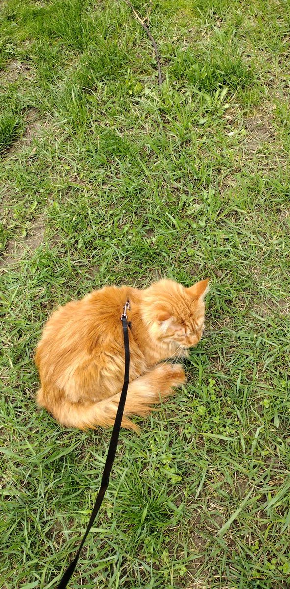 Rudy jest asymilowany z nowym terytorium