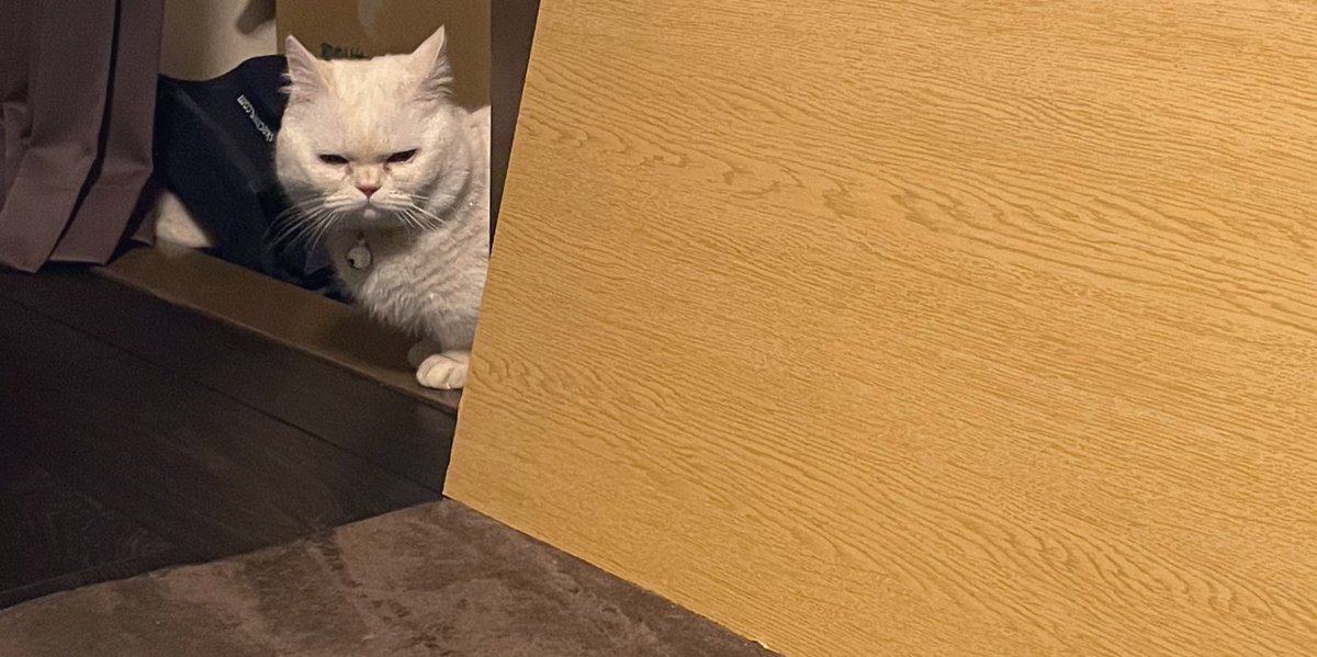 うにって呼んだらこんな顔された主にそんな顔すな🙄