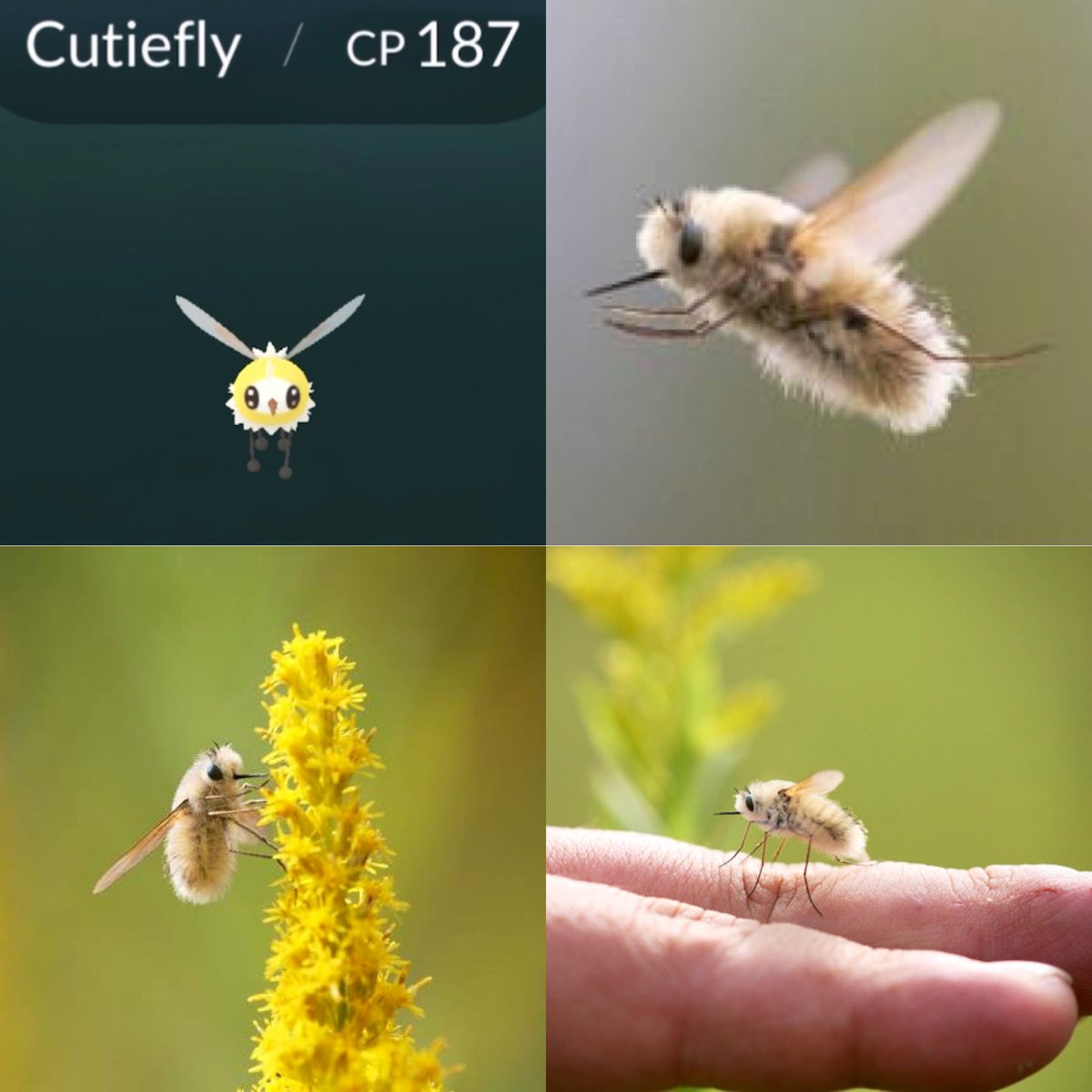 Did you know? Cutiefly & Ribombee are inspired by Bombyliidae which are “Japanese Bee Flies”. They feed on nectar and pollen, being important pollinators. EVERYTHING IS CUTER IN JAPAN!!!! 😍🐝💕🌸
