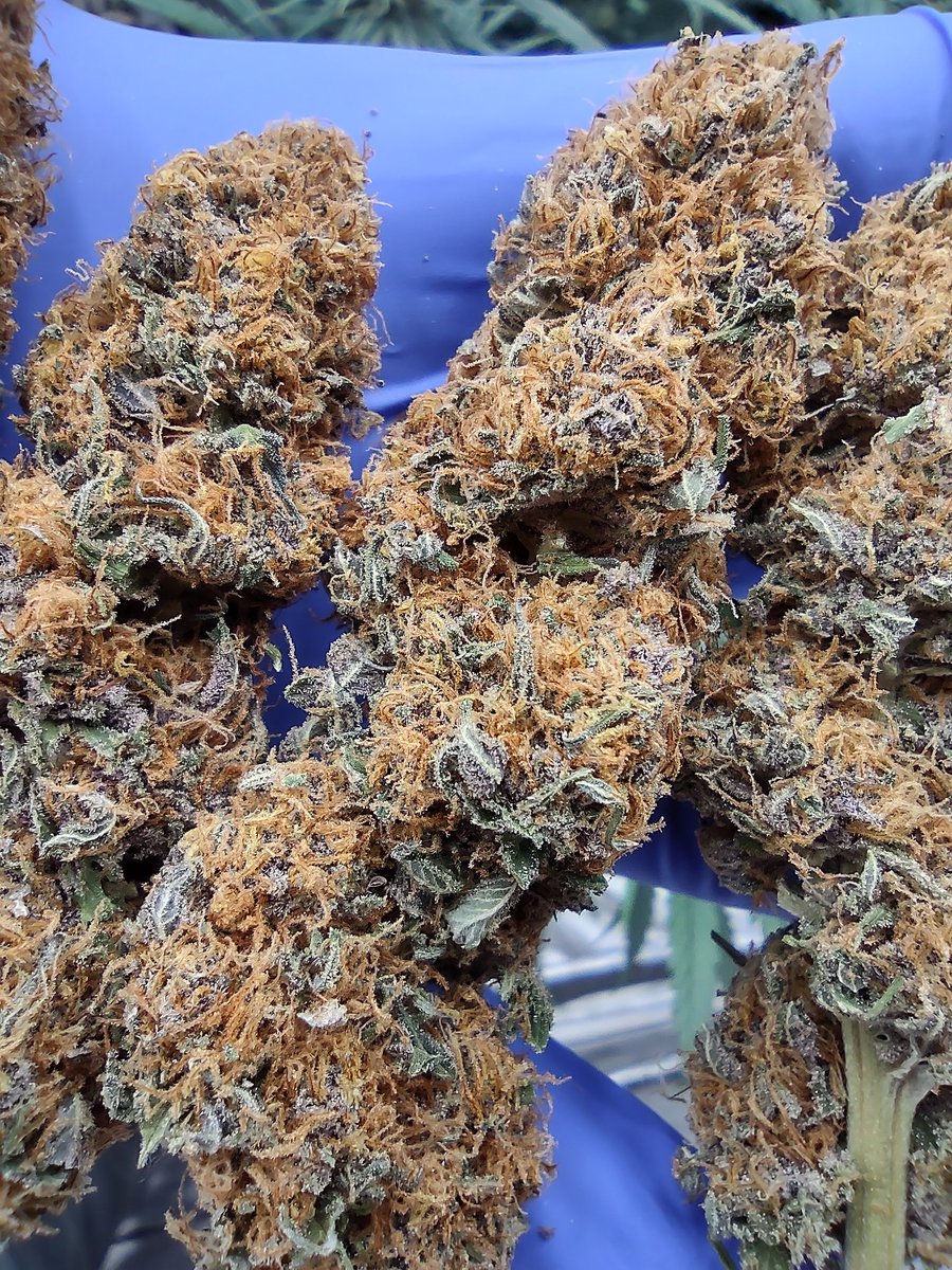 dgtmo420's tweet photo. True Og is truly delicious
#cannabislife #growyourown #Genetics #Medical #drgreenthumb #cannabisculture #cannafam #weedsmokers #WeedLovers #LegalizeIt #snoopdogg #cannabis #trueog #somas #barneysfarm #caregiver #caregiving https://t.co/QV8acKNKbF