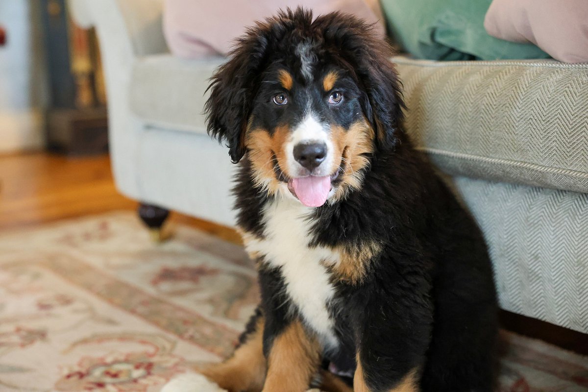 Tankardstown's tweet photo. Everyone meet Monty &amp; Milo, our new four-legged permanent residents at Tankardstown 🐶🐶😍

Welcome to the Tankardstown family Monty &amp; Milo, you have big shoes to fill, but you will be loved unconditionally ❤

#tankardstownhouse #resientdogs #bernesemountaindogs #puppys https://t.co/xRFuFVmeKw