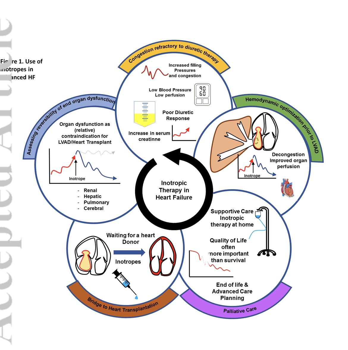 Gonzalo Perez (@gonzaeperez) on Twitter photo INOTROPICOS EN INSUFICIENCIA CARDÍACA AVANZADA
Consenso de HFA <a href="/escardio/">European Society of Cardiology</a>
🔴Congestión refractaria
🔴Optimización HD pre LVAD
🔴Paliativo
🔴🌉 a TXC
🔴Evaluación de reversibilidad de falla de órganos
onlinelibrary.wiley.com/doi/10.1002/ej… INOTROPICOS EN INSUFICIENCIA CARDÍACA AVANZADA
Consenso de HFA <a href="/escardio/">European Society of Cardiology</a>
🔴Congestión refractaria
🔴Optimización HD pre LVAD
🔴Paliativo
🔴🌉 a TXC
🔴Evaluación de reversibilidad de falla de órganos
onlinelibrary.wiley.com/doi/10.1002/ej…