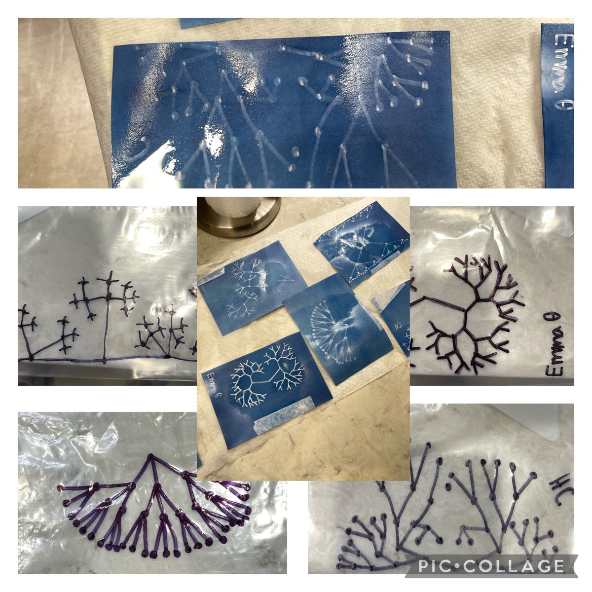 SusanBycoff's tweet image. Ss explored the fast growing quality of exponential functions of 2^x. 3^x. 4^x using cyanotype paper in plastic bags. Lack of ☀️Friday caused me to do this today-look at the results! @erin_kearney @MaryellenDubois #medfieldmath #seeingmath #bmsed