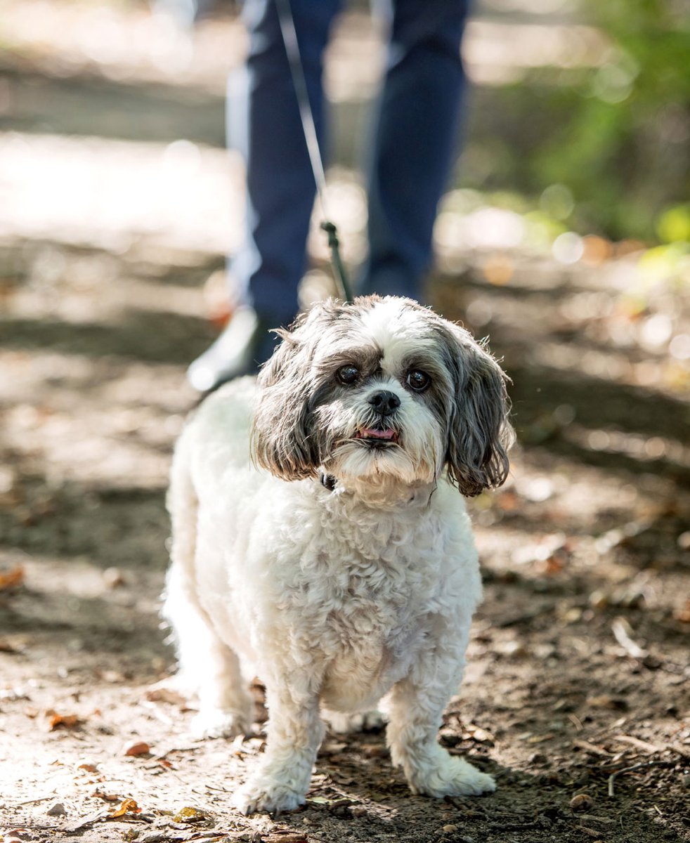 tourismbarrie's tweet image. Nothing beats a spring hike in beautiful Barrie.🌳 Bring your furry friend along for the adventure! 🐶 

For trail ideas, visit tourismbarrie.com 

#BarrieTrails #SpringHiking #Barrie #LongWeekendVibes