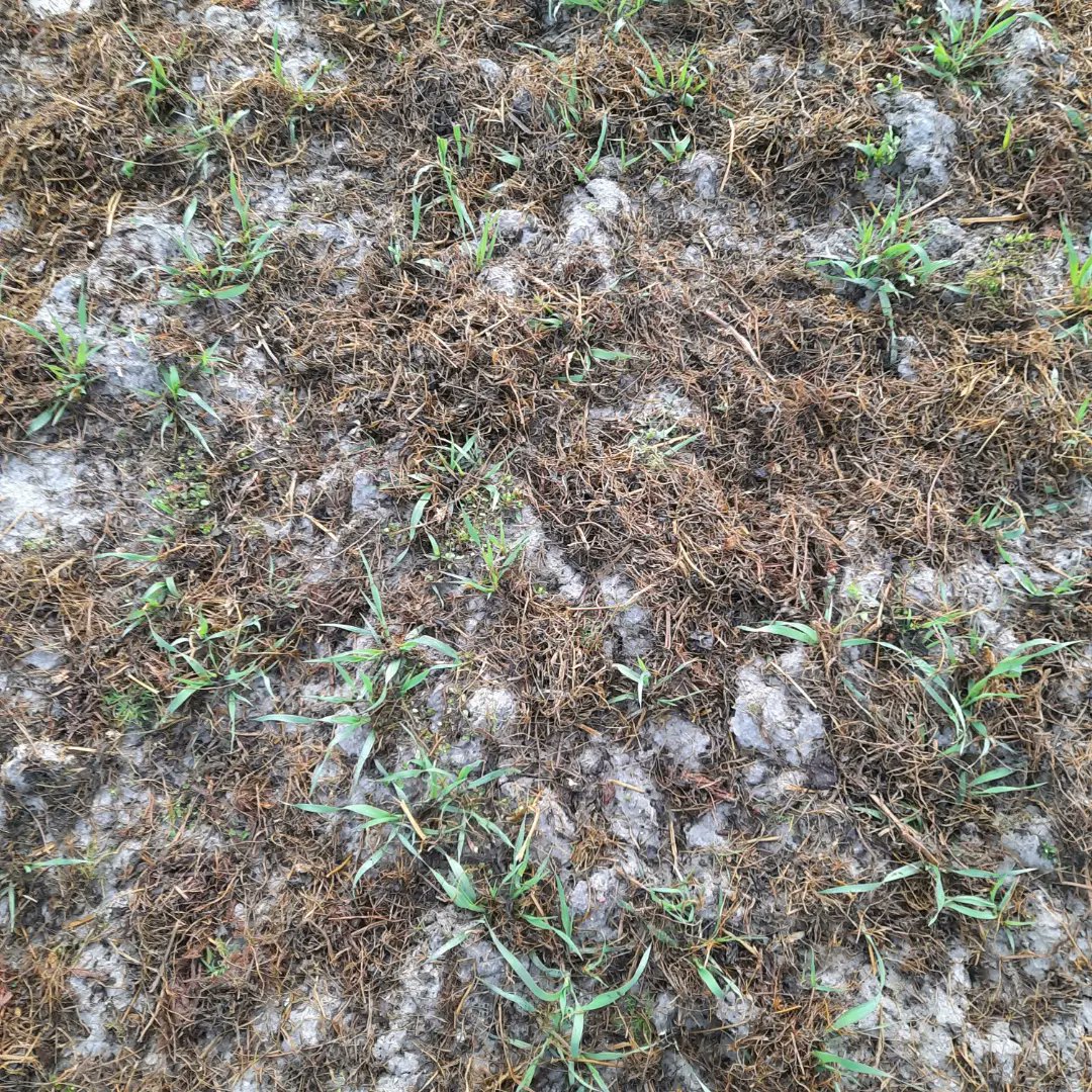 Maaimeststof strooien. Mooie omstandigheden en dankzij #nkg en #ctf.  #groenemestgroningen