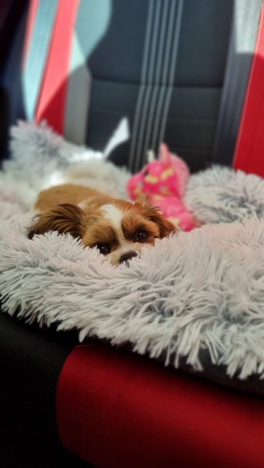 Here you go! A little Toby picture 😍 Happy Easter 🐣 #puppy https://t.co/ZUKUgyoWjb<a href="/tag/puppy"class="tags"><span>#puppy</span></a>
