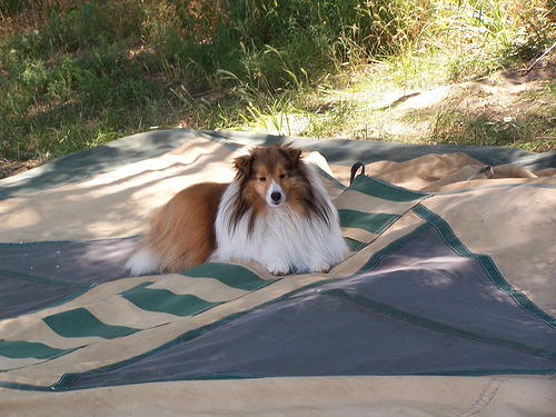 RandomDowg's tweet photo. Here's your Daily #Dog ! #Sheepdogshetland #randomdowg https://t.co/VfQSeOpRLO