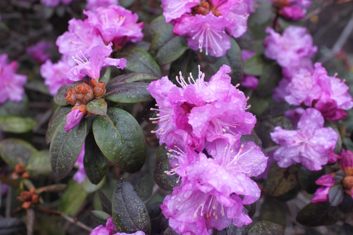 AdelphiU's tweet image. Good morning, #AdelphiFamily and happy weekend! ✨ #SpringAtAdelphi has been marvelous!🌷