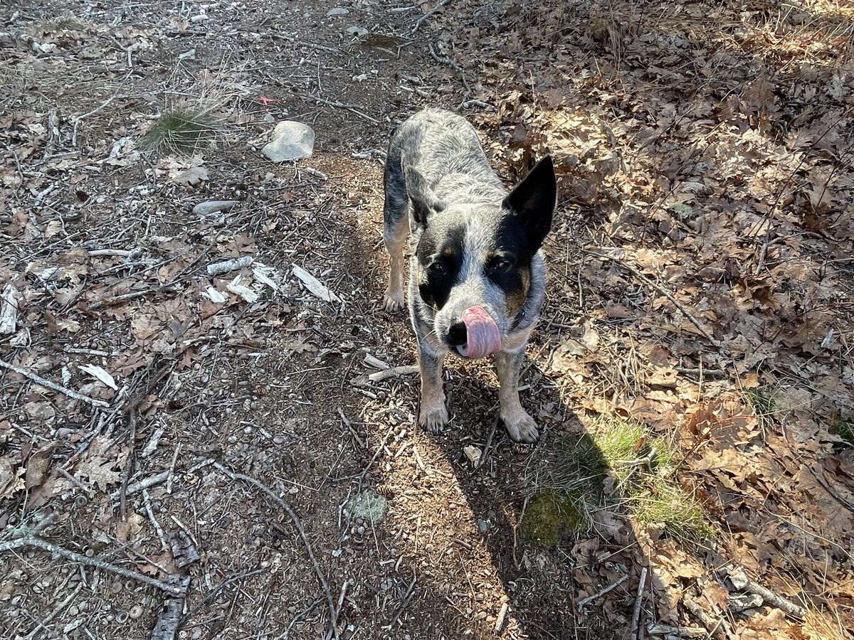 MarcelPothier's tweet photo. Oh these sticks taste soooo good… #blueheeler https://t.co/kuj5w0412z