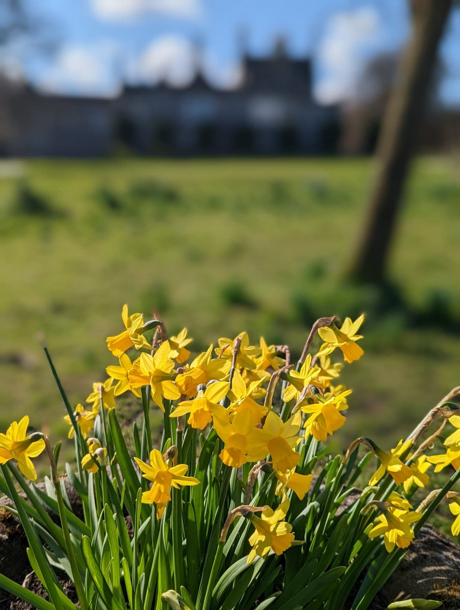 Happy #Easter from Lauriston Castle #EasterSunday #EasterWeekend “Daffodowndilly . She turned to the sunlight And shook her yellow head, And whispered to her neighbour: 'Winter is dead.” ― A.A. Milne, When We Were Very Young