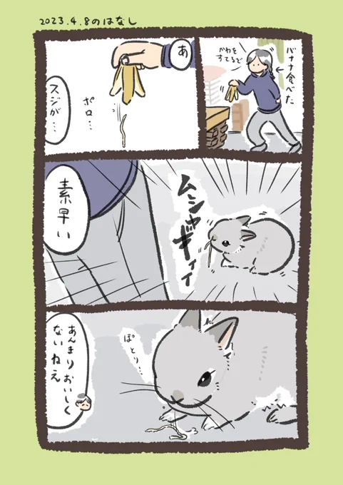 匂いにつられたrabbit…

#うさぎのいる生活 