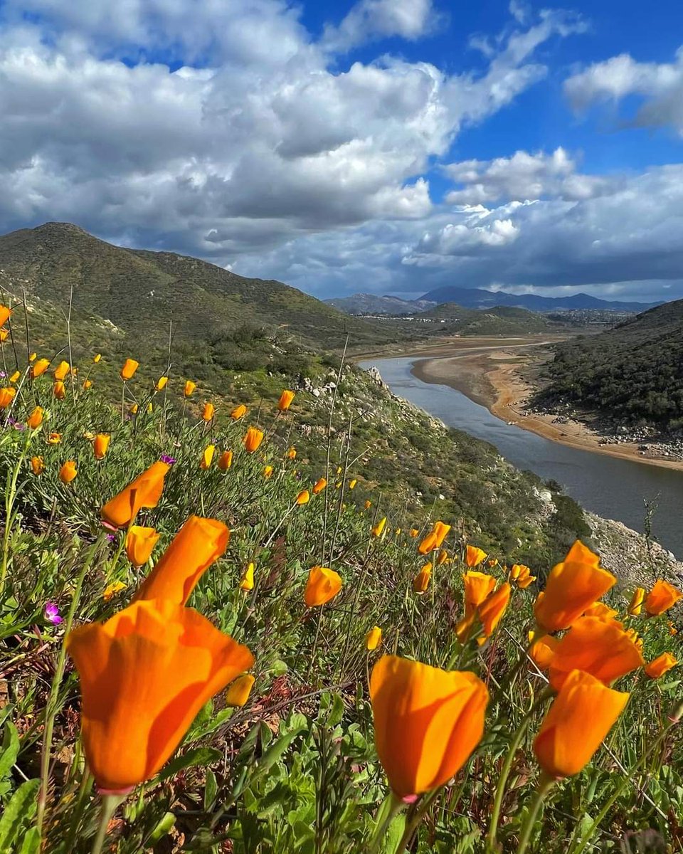 #CaliforniaPoppyDay