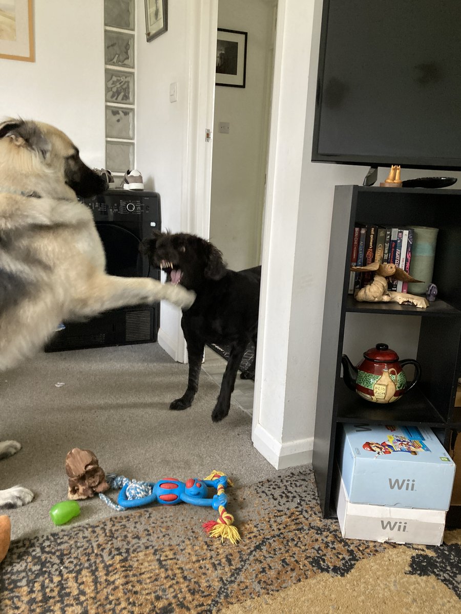 LoraHughes7's tweet photo. GSD attack! For Mlle DoodleFace, these exchanges always end with her signature smile. For Saga, they end with her paw on DF's head. Best buds. @leksikality https://t.co/MwyRmmT5SK