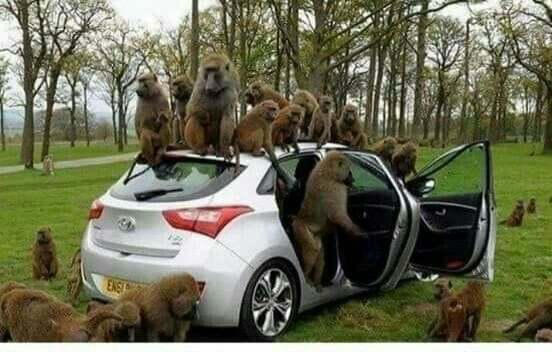 gabrieloguda's tweet photo. Monkeys succeeded in stealing the car, only to realize they couldn't drive it. So they opted to vandalise the car by stealing everything inside it. https://t.co/r2rhB9Yq2e