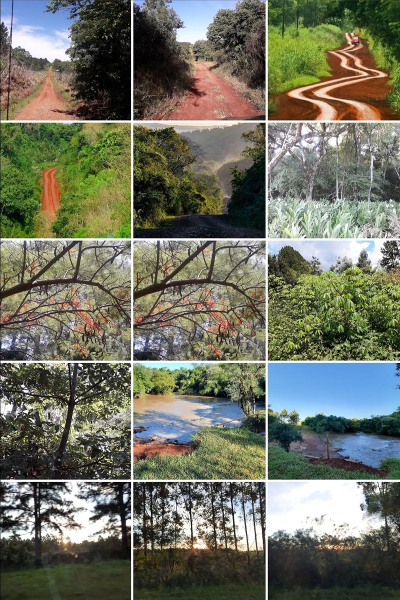 SandraFit3's tweet photo. Semana Santa en Misiones, lugares verdes con nuestra tierra colorada 🌿🌱 https://t.co/XRBe3DFYHC