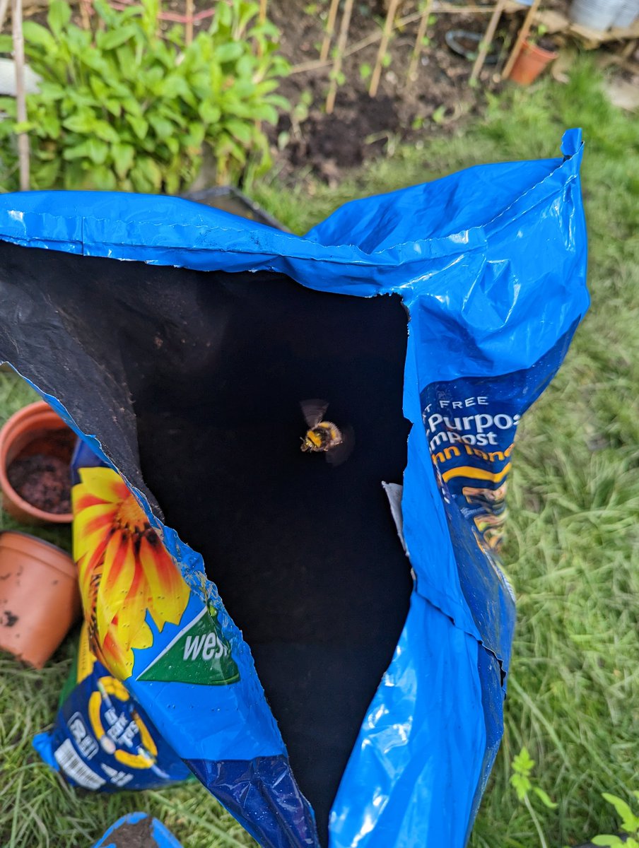 Repotting some tomatoes this afternoon, and this gorgeous lady joined me for several minutes. #blessed #savethebees
