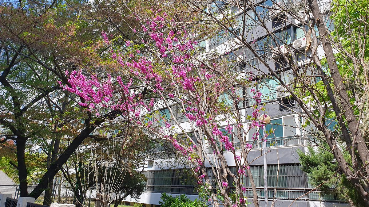 박태기 나무 (Cercis chinensis)
- 모여나는 꽃이 보기좋아 관상용으로 많이 심는 듯
- 콩과 식물
- 햇살이 좋아 찍어봄