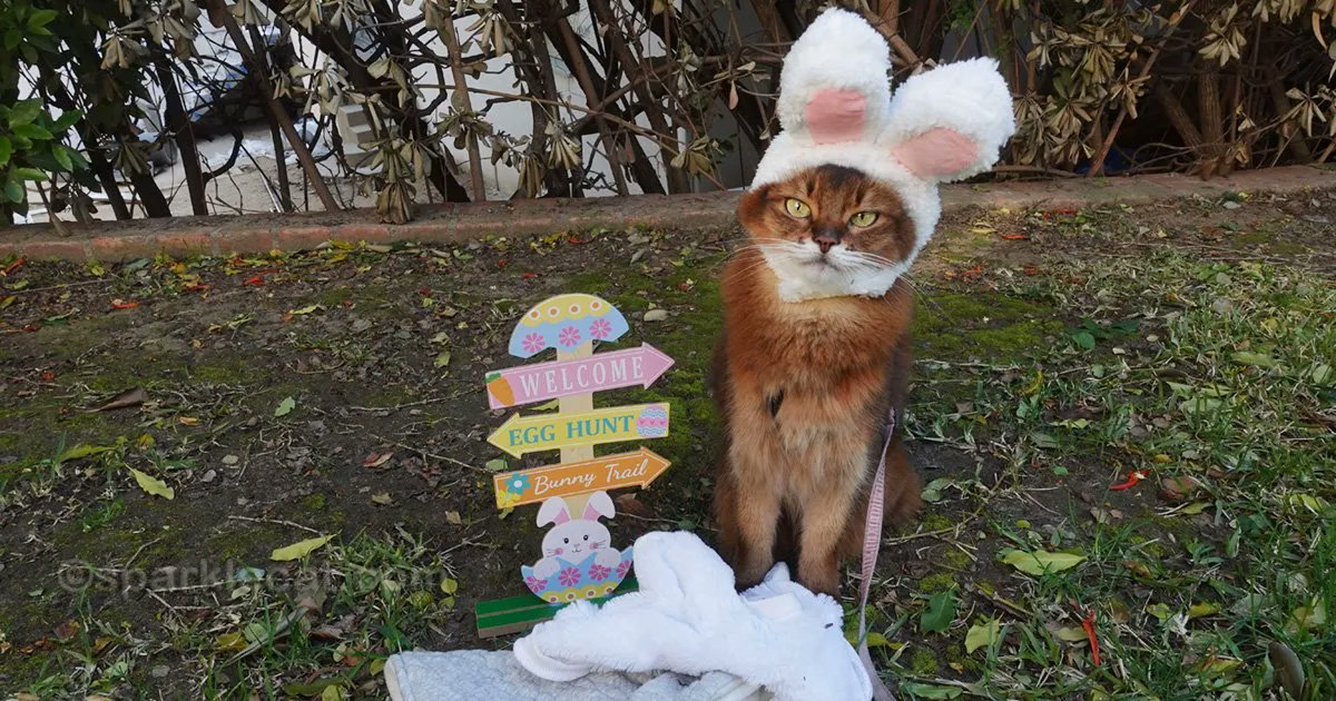 sparklecat's tweet photo. I seem to have a collection of Easter bunny cat costumes here - so we figured why not make a video of me wearing them? So here you go: https://t.co/nKNXXKb4NE #catsoftwitter #catvideos #easterkitty https://t.co/eecjjyNrzZ