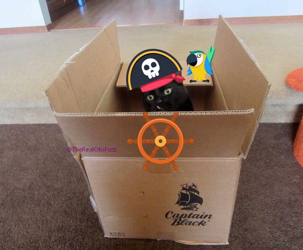 We have a teenager in the house!!
Happy 13th birthday, Otis Fuzz!!  #fangboss 🥰🥳🥳1⃣3⃣