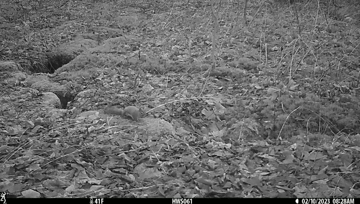 I wonder how often these two sequential photos would be tagged incorrectly by various camera trap loggers. Tell me what you see here.