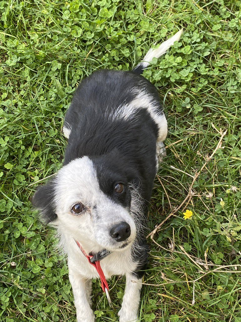 Panda’ya güncelleme geldi bu yenisi 😅 Kendisi İstanbul dışında ama nakille gelebilir çok çok çok küçük ırk bahçede yaşıyormuş ama onun yeri sıcacık yatak ❤️ Panda sevenler buraya 🐼