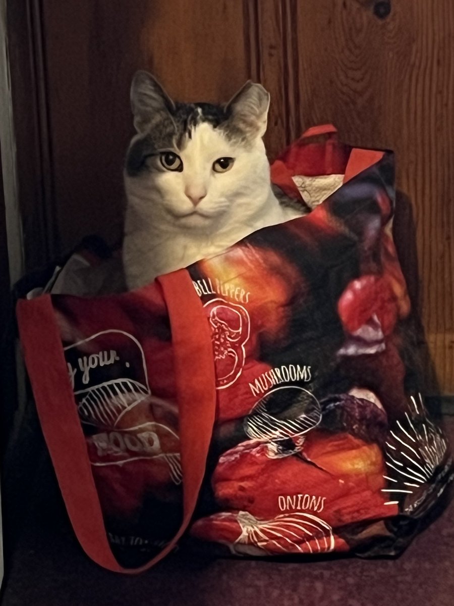 OhRatboy's tweet photo. Caturday has been sacked ⁦@LisaLoeb⁩ ⁦@LilandMad⁩ ⁦@EvilLoeb⁩ ⁦@SimonsCat⁩ ⁦@AURORAmusic⁩ #Caturday #LisaLoebcats #handbasket https://t.co/jraPyBvgyg