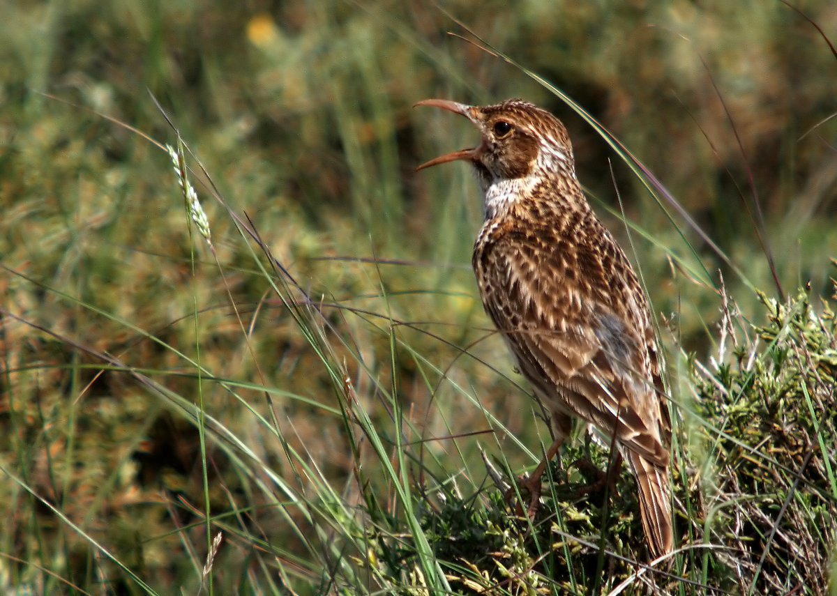 LIFE Connect Ricotí tweet media