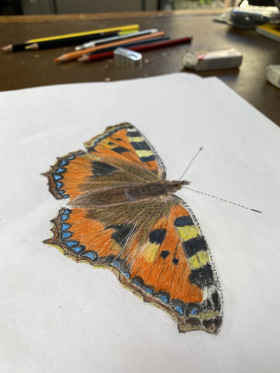 BillBailey's tweet photo. My drawing of a Small Tortoiseshell butterfly , one of the first to emerge on Spring . Happy Easter ! https://t.co/zJYjIBOWA3