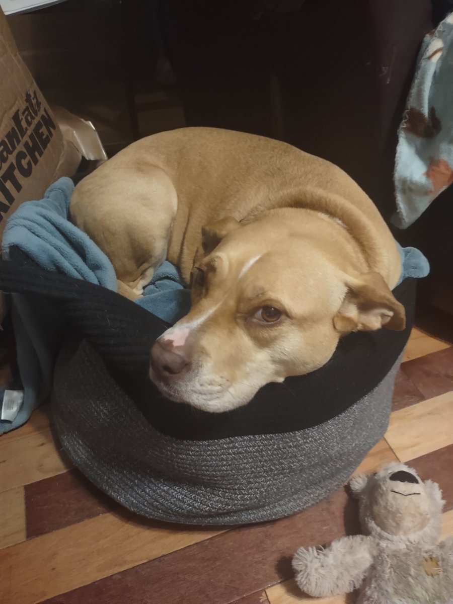 Melissa Alas LFG CLTCON🫎🫎 on Twitter "Y'all, I just can't with this