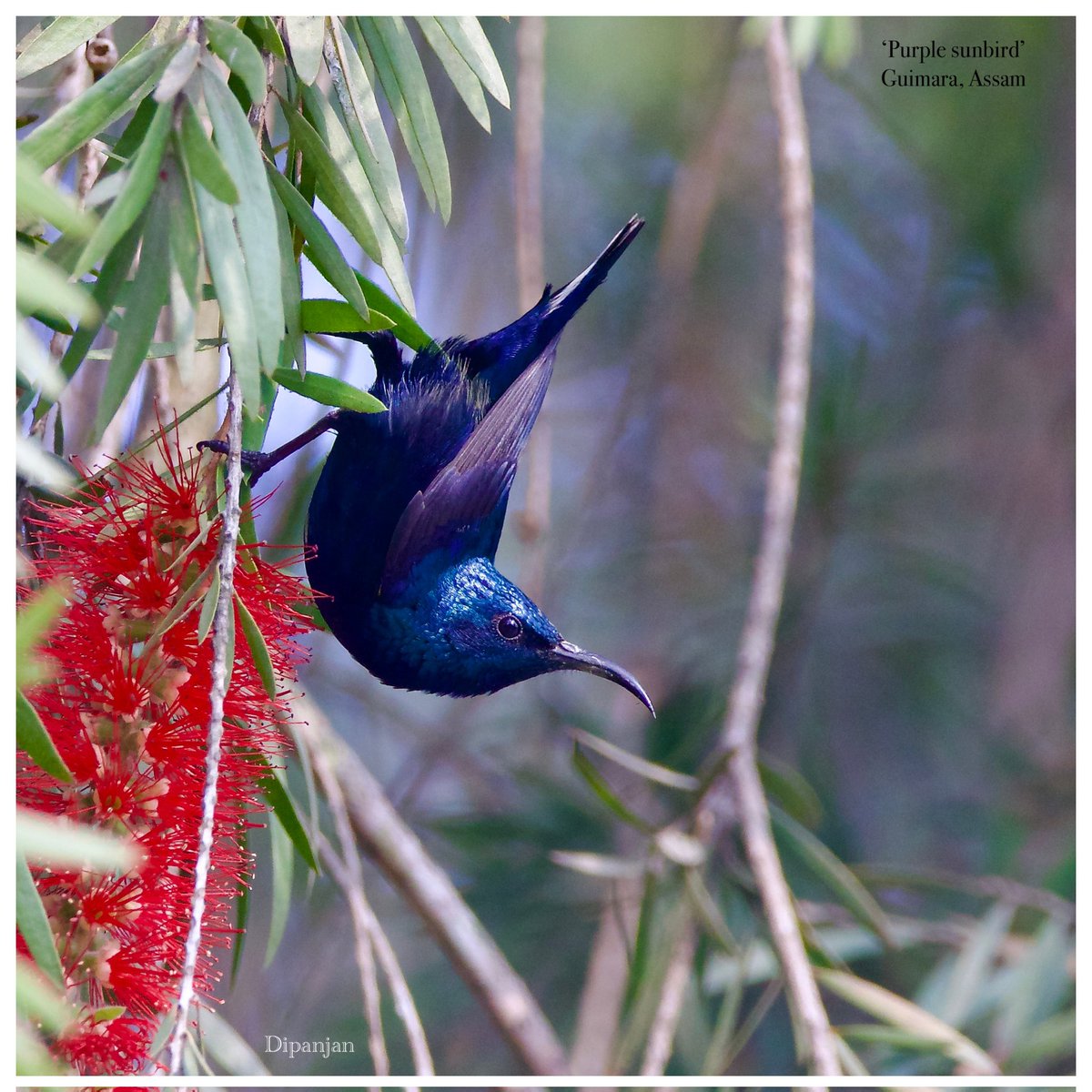 drdipanjan2005's tweet photo. Purple sunbird (Cinnyris asiaticus)- Male
छोटा शक्कर खोरा, फूल सुँघनी, थुन-थुनी
নীলটুনি

19 Jan 23
Guimara, Assam
Canon 800D https://t.co/aZ4fzRecla