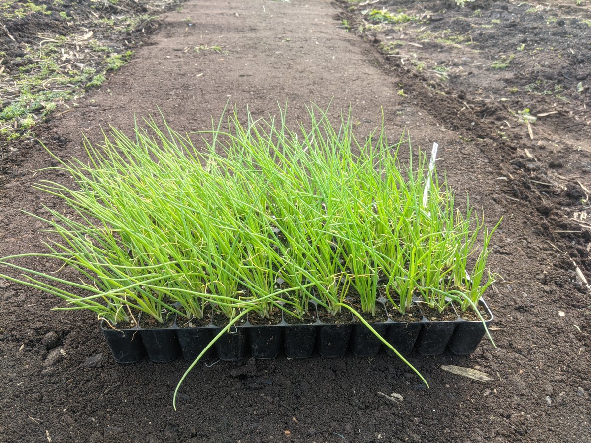 willowford's tweet photo. Onions planted out today. The plan is that once they're established we'll thin them by taking spring onions until they're in clumps of 2 or 3, that we'll leave to let bulb up to harvest in the late summer. https://t.co/FK9SF8X6DD