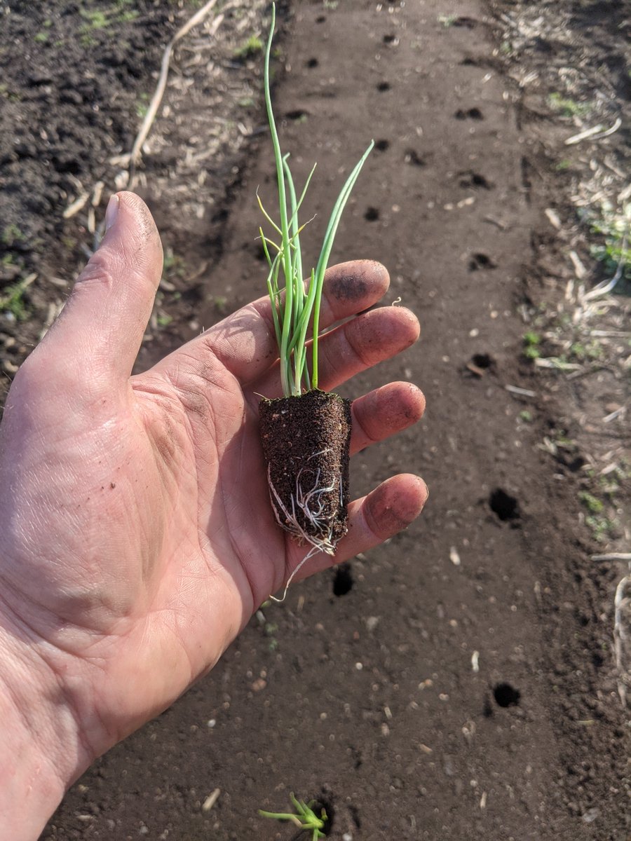 willowford's tweet photo. Onions planted out today. The plan is that once they're established we'll thin them by taking spring onions until they're in clumps of 2 or 3, that we'll leave to let bulb up to harvest in the late summer. https://t.co/FK9SF8X6DD