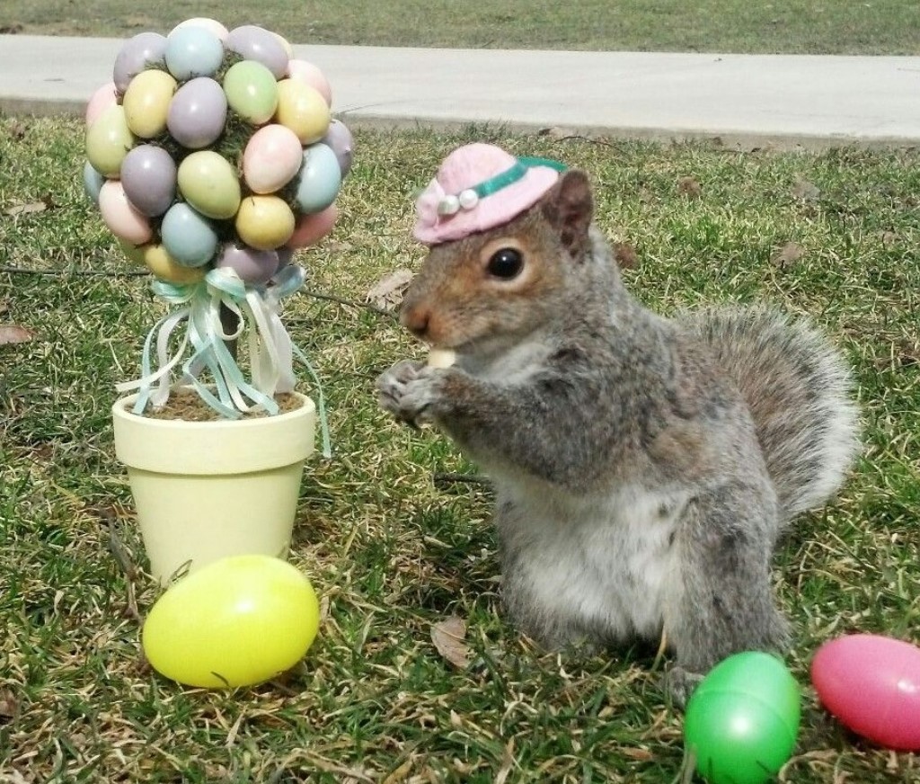 squirrel_refuge's tweet photo. Happy Easter! #squirrels #squirrelrefuge #squirrelrescue #easter #eastersquirrel https://t.co/QYuTd3oFOO