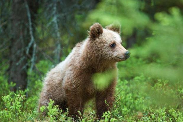 Se un uomo uccide viene ucciso? Visto che il bosco è casa sua lasciamolo in pace. #estinzioneumana #provinciaditrento #orso #WWF #siamodisumani #Trentino #trentinoAltoAdige #vergogna