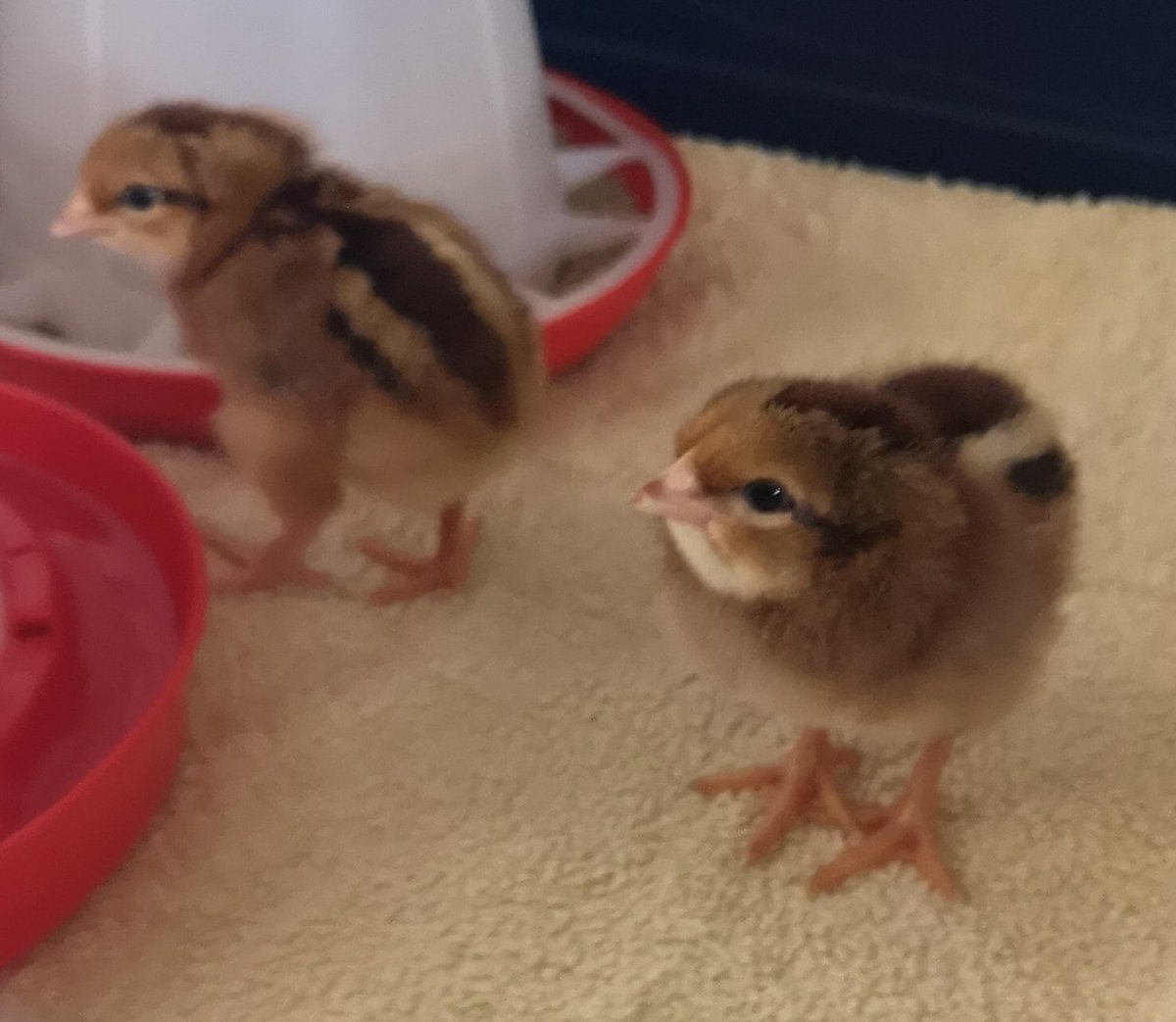 A few #EasterChick photos just for the sake of it......and because they are so darn cute 🥰
#TheGoodLife #Chickens #OurWeeCottage🏡