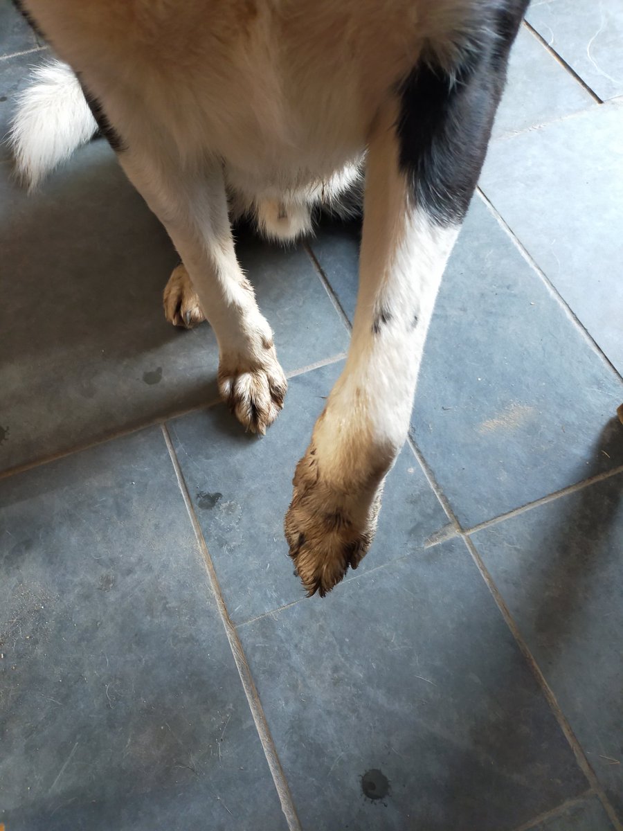 SteveBavin's tweet photo. Take Sirius for a quick walk and what does he want to do?? Try and dig anything that might be buried... https://t.co/uXAK3FkhlV
