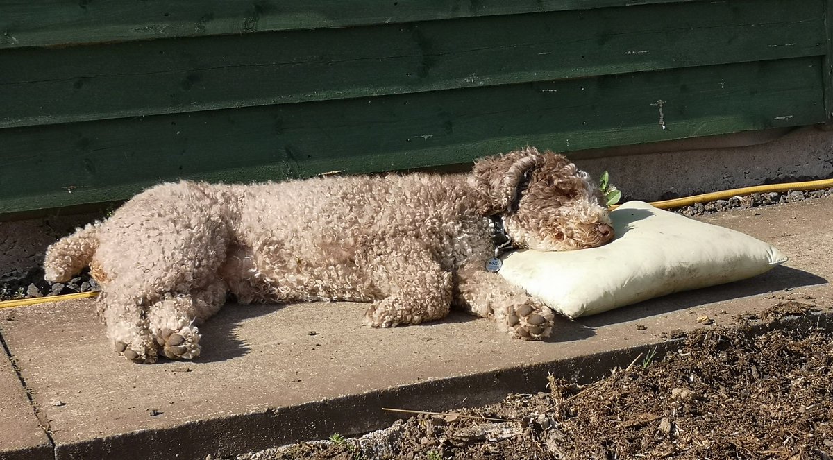 Been clearing an area ready for some fruit bushes this afternoon. Obviously it was hard work watching me 😂🐶😴
#Gardening #Spring #SpanishWaterDog #PDAE #TheGoodLife #OurWeeCottage🏡