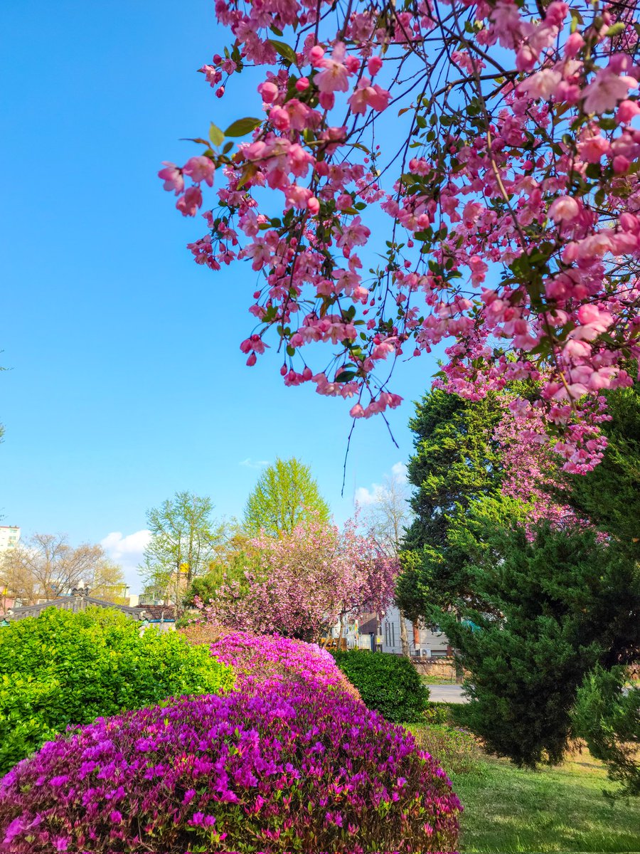 sky__wsp's tweet photo. 📍Changgyeonggung / Sungkyunkwan 

#changgyeonggung #창경궁 #Sungkyunkwan #성균관 #Korea #photography #art #nature https://t.co/8ZEzgmRUCC
