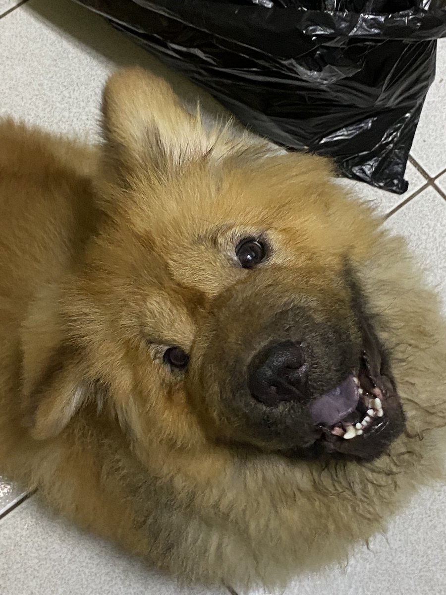 _dpdlcl's tweet photo. wuv u, kuma! we'll def meet again someday and i will miss u so so so so much 🥹💖 https://t.co/4SVwJRWObL