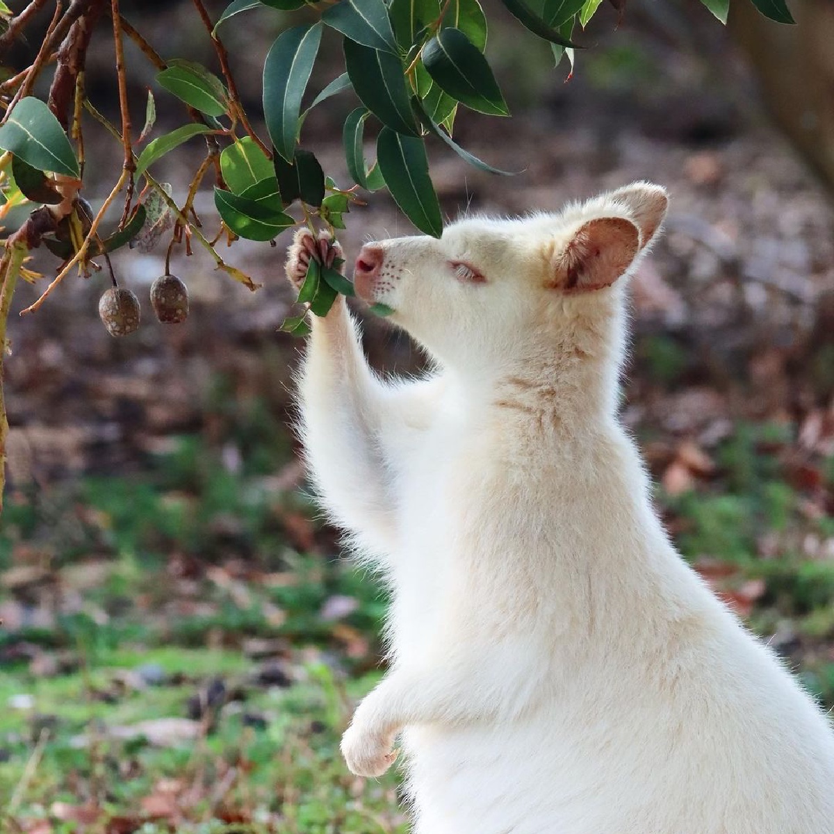 Hey everybunny, we reckon there's a few Easter eggs hiding in @Tasmania! 🐰 IG/samailwood captured this little fella on Tassie's #BrunyIsland, which is home to a small population of rare white wallabies. #seeaustralia #comeandsaygday https://t.co/jYCbOwJtcF