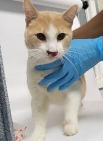 NYCDEATHROWCATS's tweet photo. *SHELTER PLEA* Adorable 5 Year Old Boy TIGER Has a Gnarly URI with Lingual and Nasal Ulcerations - Experiencing Nosebleeds 📷
https://t.co/jtWgTqtYRg https://t.co/k49oXEaqXZ