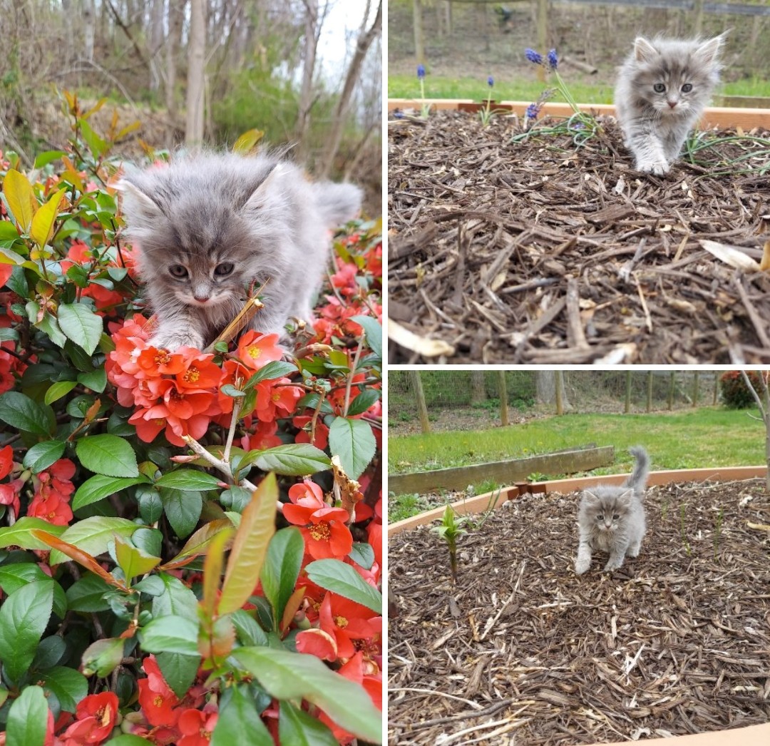 Little Lolly exploring the #outdoors under strict supervision of #fostermom. #kittens #toebeans, #pets #cats #animals #flowers #explorer #carefree #CatsofTwittter #Caturday #Nova