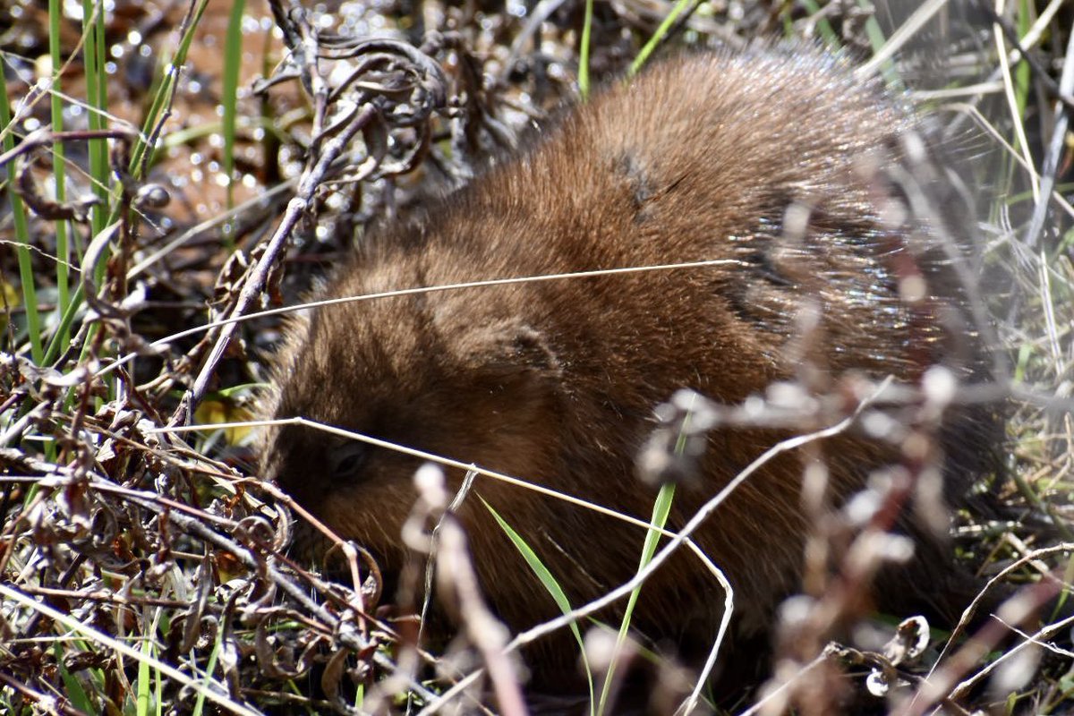 Virginia_Delish's tweet photo. Still a little winterish, but the park is getting ready for the warm season👍 First time seeing so many muskrats (busy busy collecting food everywhere) and so little water…! #huntleymeadowspark 
#visitalx #alexandriava #fairfaxcounty #visitvirginia #virginiaparks #wetland https://t.co/jI9FLvrZvm