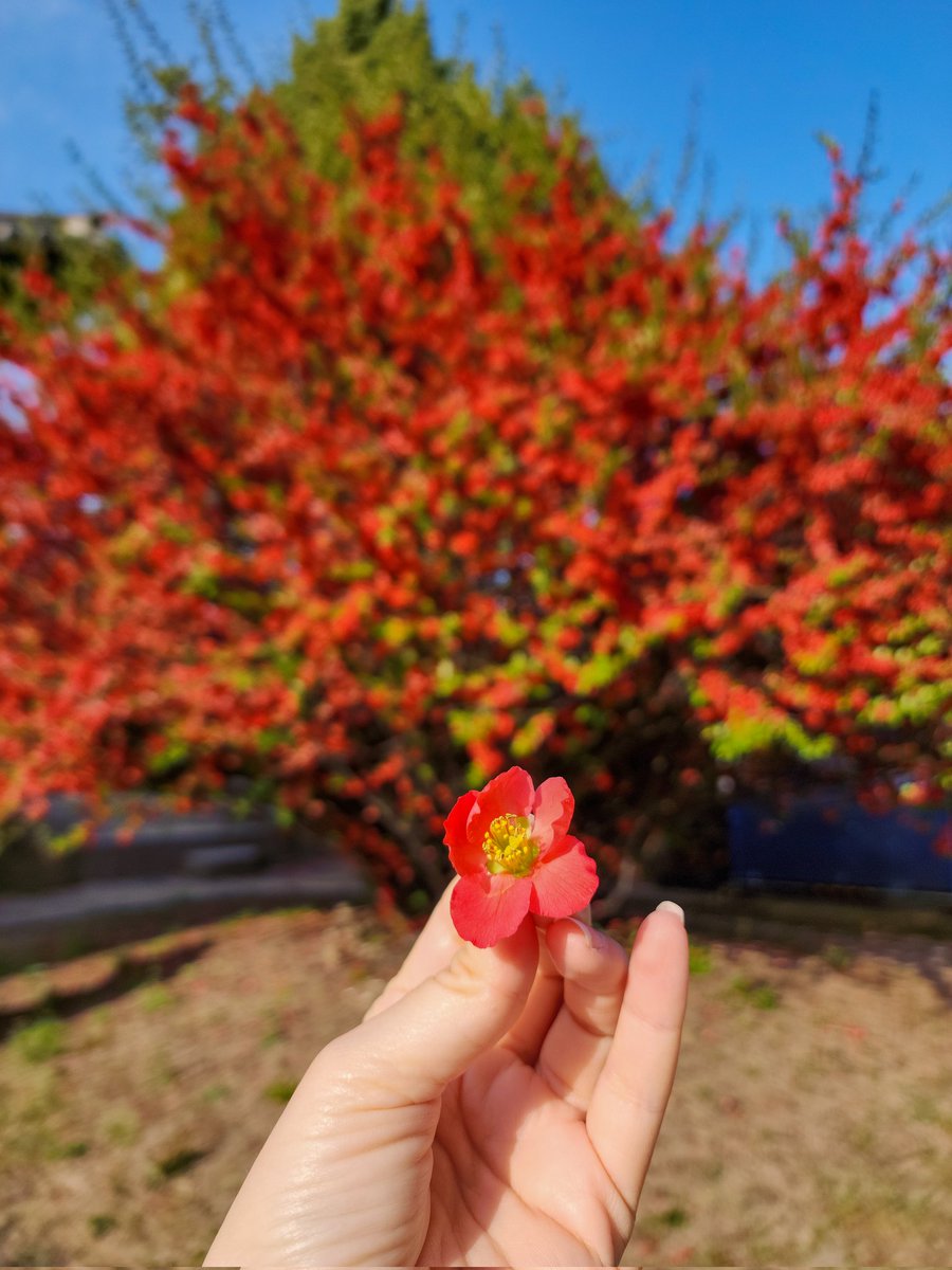 sky__wsp's tweet photo. 📍Sungkyunkwan Myungryundang

#Myungryundang #명륜당 #Sungkyunkwan #성균관 #Korea #photography #art #nature https://t.co/9gK0jb9H3b