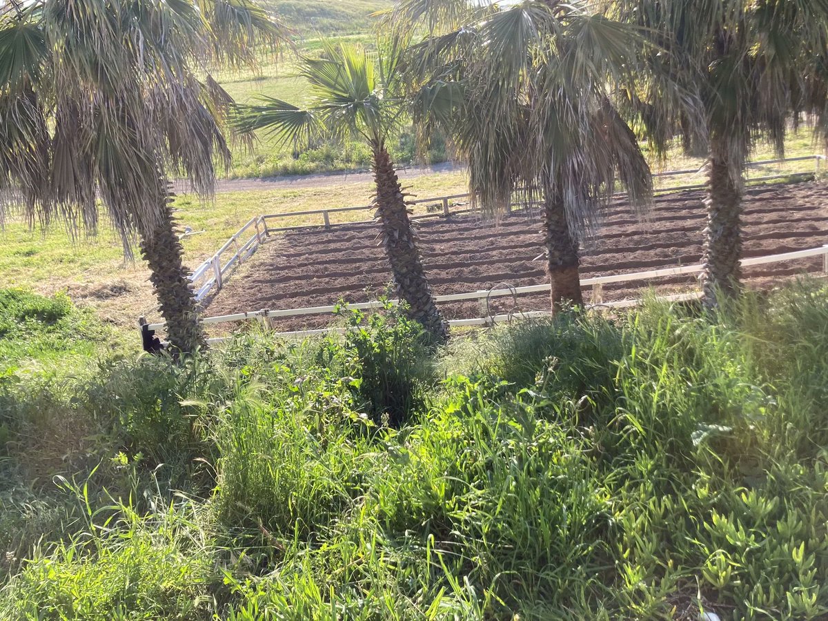 ProjectMexico's tweet image. The garden is tilled and getting planted with swiss chard, tomatoes, cucumbers, beets, and pumpkins! 🥬🍅🥒🎃Thanks to Guillermo, Noelle and the boys and may all their labor be blessed with a fruitful harvest! #buildinghope365 #stinnocentorphanage